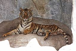 Tiger Zoo Si Racha IMG_1342.JPG